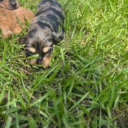 Black collar boy - Dapple male Dachshund puppy in Eustis, Florida from K8’s Dachshunds