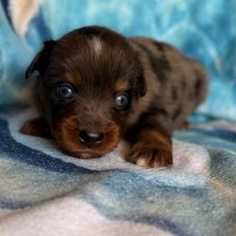 Buzz - Blue merle male Miniature Australian Shepherd puppy in Buchanan, Georgia from Stanleyville Farm Mini Aussies