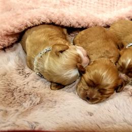 Cocker Spaniel Puppies from Chloe's Cocker Spaniels