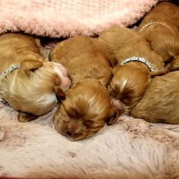 Cocker Spaniel Puppies from Chloe's Cocker Spaniels
