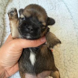 Susie - female Shih Tzu puppy in Kettering, Ohio from The Ruff Life Tribe