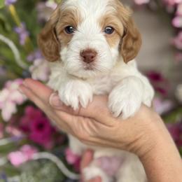 Blake - Parti male Goldendoodle puppy in Yuciapa, California from AlltheDoodlez_