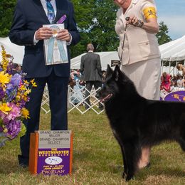 Peyton - Belgian Sheepdog