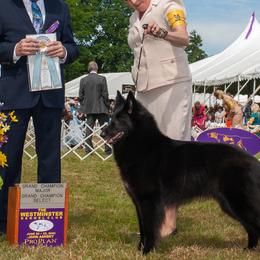 Peyton - Belgian Sheepdog