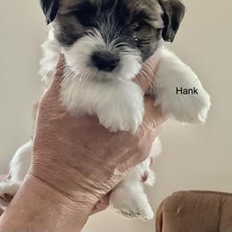 Hank - Tri-color male Coton de Tulear puppy in Paola, Kansas from Marnac