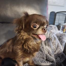 Cocoa - Chihuahua