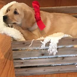 Labrador Retriever Puppies from Lorlyn Labradors