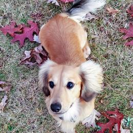 Spite - Dachshund