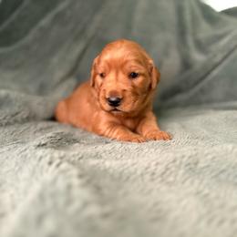 Ballet - Black collar - Dark golden female Golden Retriever puppy in Eustis, Florida from Earley Goldens
