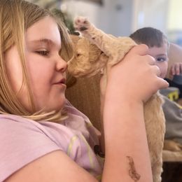 Goldendoodle Puppies from Blue Valley Goldendoodles