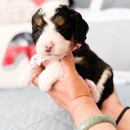 Bernedoodle, Goldendoodle, and Poodle Puppies from Teddy Doodles & Standard Poodles