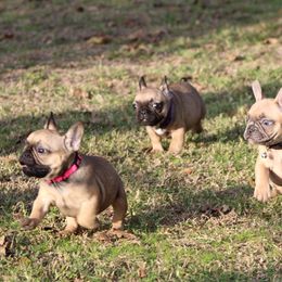 French Bulldog Puppies from Texas Top Notch Frechies