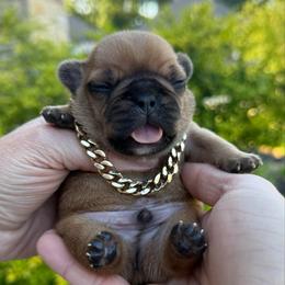 Jr - Fawn and white male French Bulldog puppy in Willis, Texas from Grandiose Frenchies