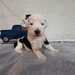 Sparkle - Black and white female Sheepadoodle puppy in Weatherford, Texas from Oodles of poodles and doodles