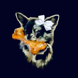 Cruella DeVil - Merle female Chihuahua puppy in Cincinnati, Ohio from Cincy Chis