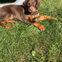 Doberman Pinscher Puppies from Jensen Dobermans