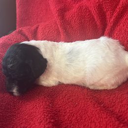 Boy 3 - Black and white male Sheepadoodle puppy in Buford, Georgia from Guppy Puppies