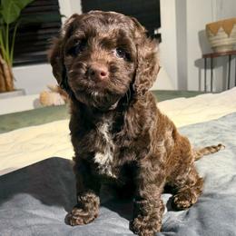 Matteo - Brown male Cockapoo puppy in Queens, New York from The 2 Musketeers_Cockapoos