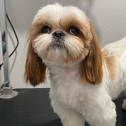 Prince - Shih Tzu