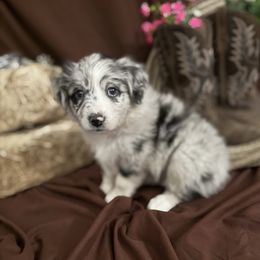 Ella - Blue merle female Miniature Australian Shepherd puppy in Florence, Arizona from Triangle H Ranch Aussies