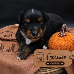 Espresso - Black tri male Miniature Australian Shepherd puppy in Apache Junction, Arizona from Circle T Mini Aussies