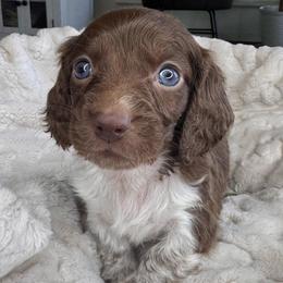 Briar - Piebald male Dachshund puppy in Wallingford, Kentucky from Hensley Homestead Dachshunds