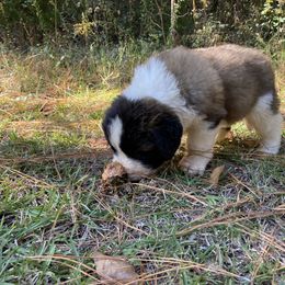Saint Bernard Puppies from Magnolia Saint Bernards