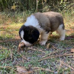 Saint Bernard Puppies from Magnolia Saint Bernards