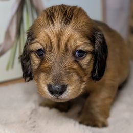 Dachshunds from Megan ROUECHE