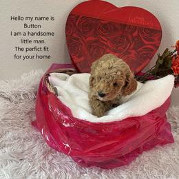 Button - Apricot male Poodle puppy in Prairie Grove, Arkansas from Loves Toy Poodles