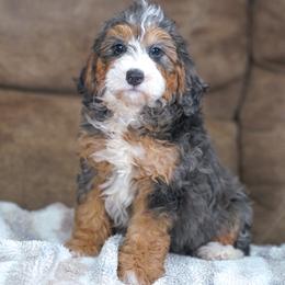 Luxe - Blue merle female Bernedoodle puppy in Dundee, Ohio from Down Home Doodle
