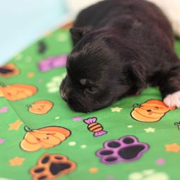 Boy 1 - Black tri male Toy Australian Shepherd puppy in Humansville, Missouri from Tater Tot aussies