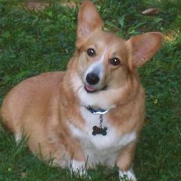 Sunny - Pembroke Welsh Corgi