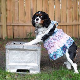 Cavalier King Charles Spaniel Puppies from Primrose Cavaliers