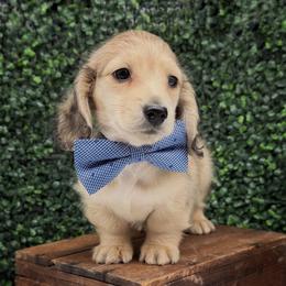 Loki - Cream male Dachshund puppy in Wylie, Texas from Lawson's Kennel