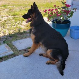 German Shepherd Puppies from Von Hazel Haus German Shepherds