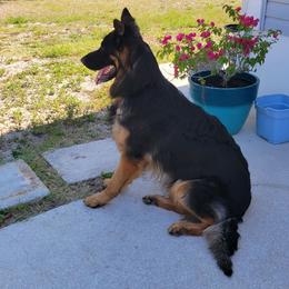 German Shepherd Puppies from Von Hazel Haus German Shepherds