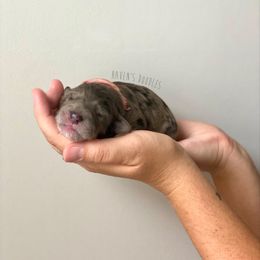 Goldendoodle Puppies from Winnie at Haven's Doodles