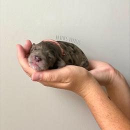 Goldendoodle Puppies from Winnie at Haven's Doodles