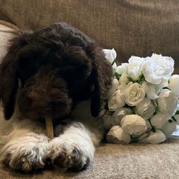 Peppermint Mocha - Parti male Goldendoodle puppy in Arlington, Texas from Chambers Doodle Patch