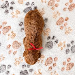Aussiedoodle, Bernedoodle, Cavapoo, Goldendoodle, and Newfypoo Puppies from Haaspawz