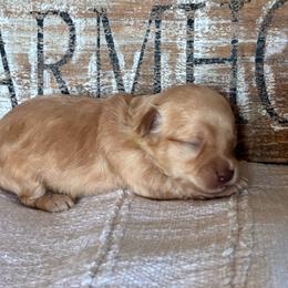 Cider - Apricot male Havapoo puppy in Marquand, Missouri from Perfectly Playful Doodles