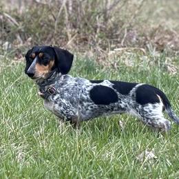 Luna - Dachshund