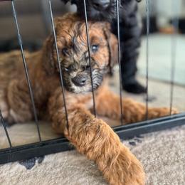 Goldendoodle Puppies from Wrigley's Doodles