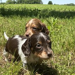 Dachshund Puppies from Monroe’s Hillcrest Dachshunds