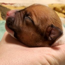 Miniature American Shepherd, Miniature Australian Shepherd, and Rat Terrier Puppies from Rocking 4C
