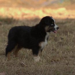 Miniature Australian Shepherd Puppies from MAC's Cirkles 8 Aussies