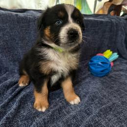 Andes - BTM - Black tri-color male Australian Shepherd puppy in Duluth, Minnesota from Frozen Nort Aussies