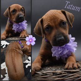 Cane Corso and Rhodesian Ridgeback Puppies from Diamondcrest Farms Inc