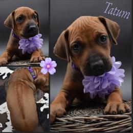 Cane Corso and Rhodesian Ridgeback Puppies from Diamondcrest Farms Inc